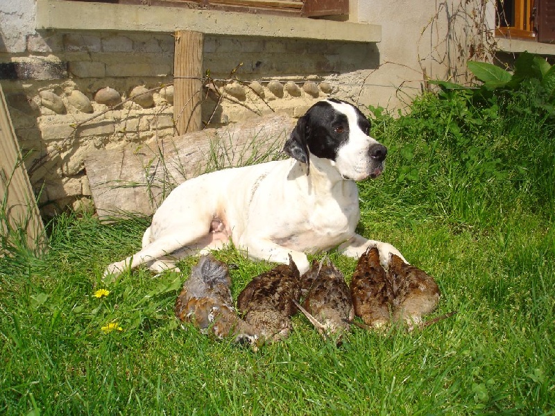 Cadix Des Cimes Du Bocage