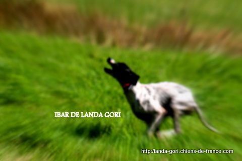 De Sljuka - Saillie Ibar de landa gori * Ice