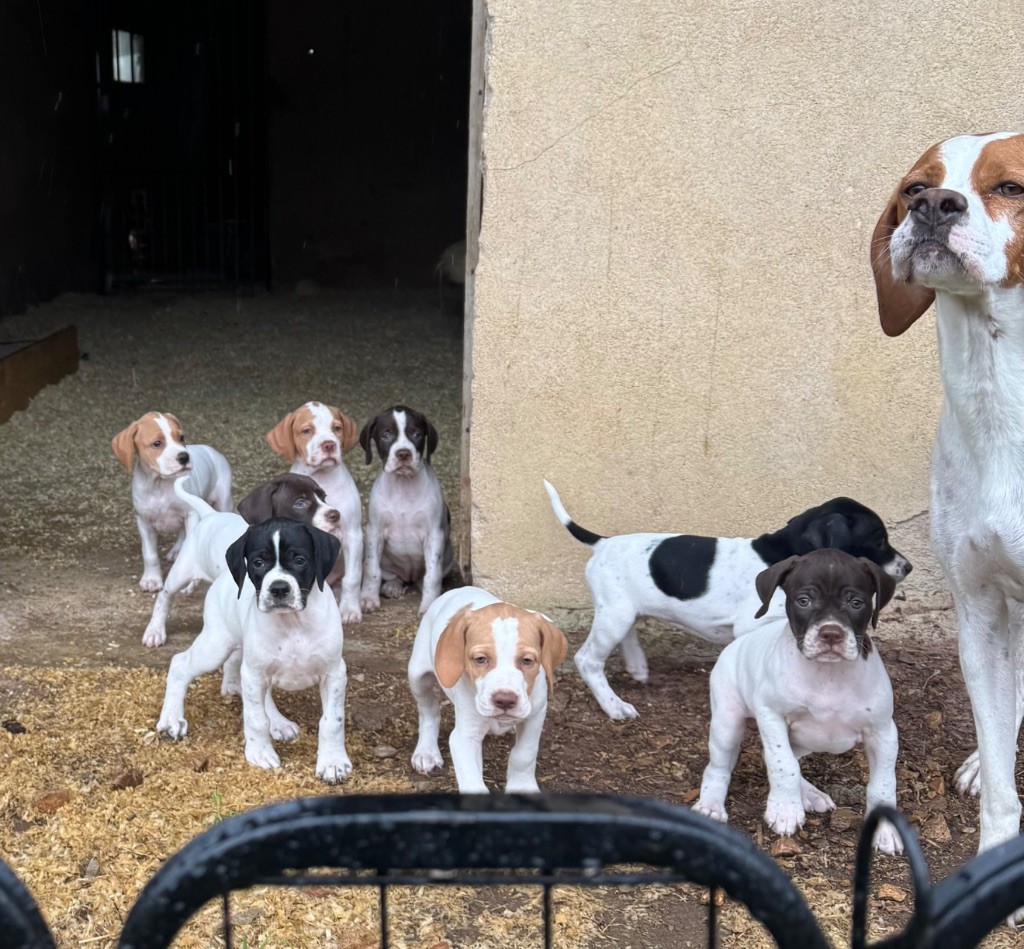 Chiots 