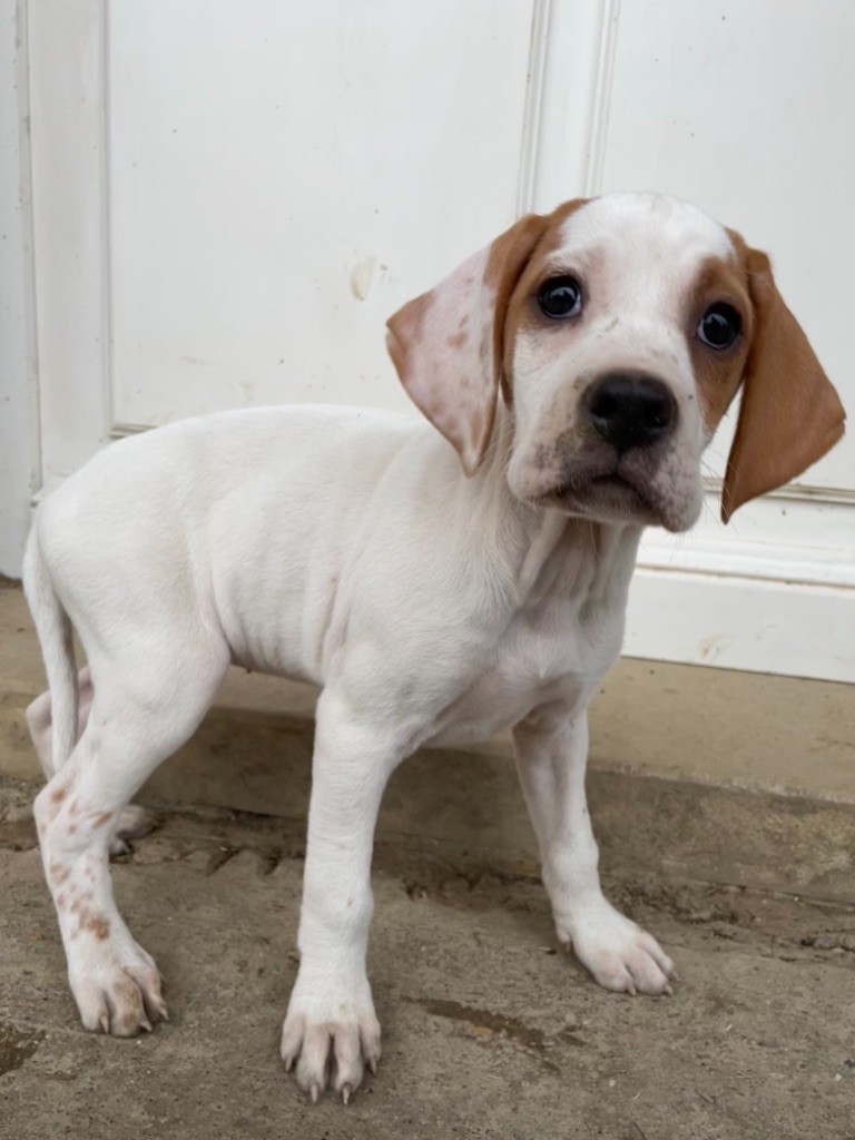 De Sljuka - Chiots disponibles - Pointer